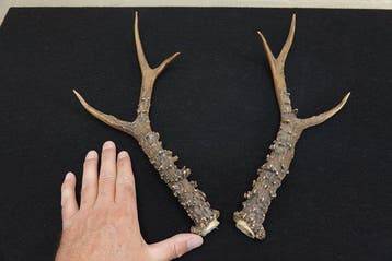 Extra Large Siberian Roebuck antlers Schedel - Capreolus, Nieuw
