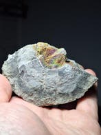 Zeldzame Rainbow pyriet-septaria Exemplaar - Hoogte: 9 cm