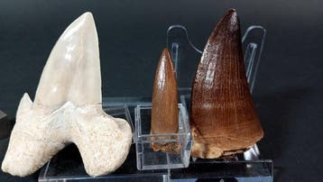 Haai, plesiosauri en mosasauri - Fossiele tanden - Otodus