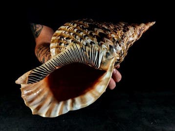 enorme tritone-trompet Taxidermie volledige montage -, Nieuw