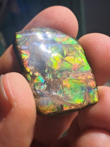 Ammoliet - Fossiel fragment - Placenticeras - 3.4 cm - 2.6