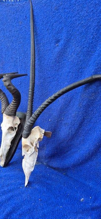 Swaynes hartebeest - Oryx Taxidermie wandmontage -, Nieuw