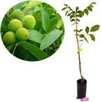 Juglans regia Lara, Walnotenboom + pot 23cm, Verzenden, Volle zon