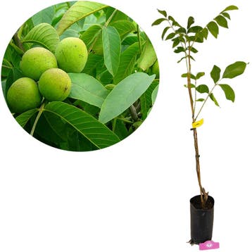 Juglans regia Lara, Walnotenboom + pot 23cm, Verzenden, Volle zon