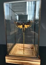 Mot Taxidermie volledige montage - Sphinx tête de mort -