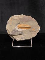 Trilobiet - Fossiel skelet - Thysanopeltis - 13 cm - 15 cm