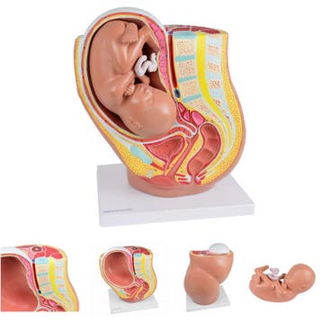 Anatomie model zwangerschap (40 weken), Nieuw