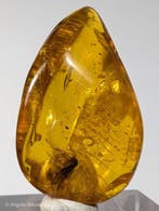 19,25 ct - Zeldzaam natuurlijk Baltisch amber met