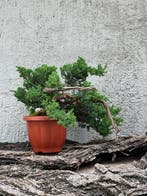 Jeneverbes bonsai (Juniperus) - Hoogte (boom): 20 cm -