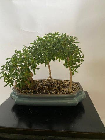 Sneeuwroos bonsai (Serissa foetida) - Hoogte (boom): 16 cm -