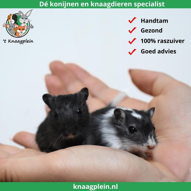 Jonge, handtamme Mongoolse gerbils te koop !, Dieren en Toebehoren, Knaagdieren, Overige typen, September, Tam, Meerdere dieren