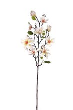 Magnolia tak Ivory/Crème Zijdenbloem 80 cm per stuk, Ophalen of Verzenden, Nieuw
