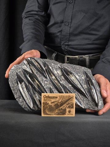 Orthoceras - Gefossiliseerd dier (Zonder minimumprijs)