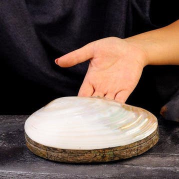 Prachtige sieradendoos: Panapea-schelp met zwarte fluweel en, Antiek en Kunst