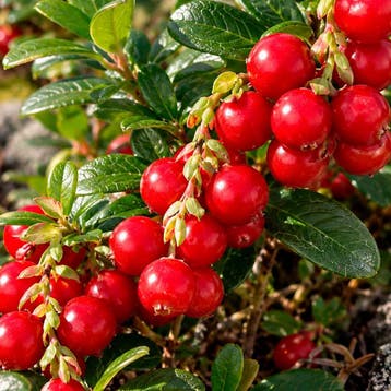 Rode bosbes ‘Miss Cherry’ lichtroze, Wit, Tuin en Terras, Verzenden