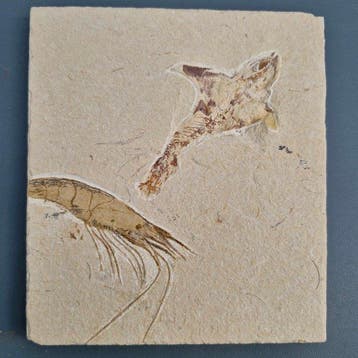 Fossiele vis met garnaal - Fossiel skelet - Coccodus en