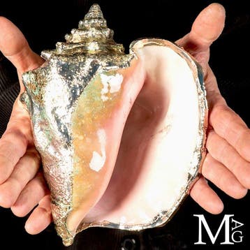 Exclusieve zilvergeplaatste zeeschelp - Strombus gigas -, Verzamelen