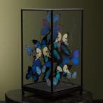 Vlinders in Vitrine Taxidermie Opgezette Dieren By Max, Ophalen of Verzenden, Nieuw, Insect, Opgezet dier