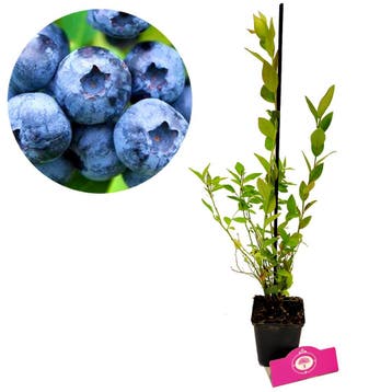 Blauwe bes Goldtraube, Tuin en Terras, Verzenden, Halfschaduw