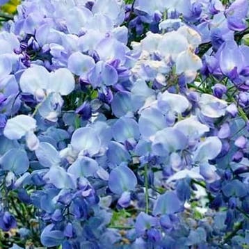 Japanse Blauweregen Blue Dream container (C3) Sierplanten, Verzenden, Overige soorten, Struik