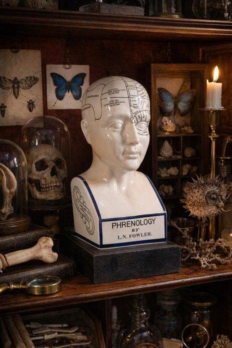 Beeld, Phrenology Head 28.5cm - 28.5 cm - Porselein - 2026, Antiek en Kunst, Curiosa en Brocante