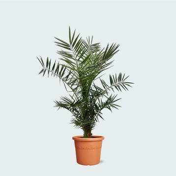 Green Bubble - Phoenix Canariensis - 130cm - Ø24 cm, Ophalen of Verzenden