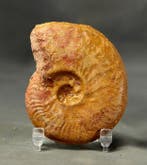 Fijnste en kleurrijke Jura-ammoniet - aan beide zijden