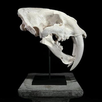Geen reserveprijs - Een replica van de schedel van een