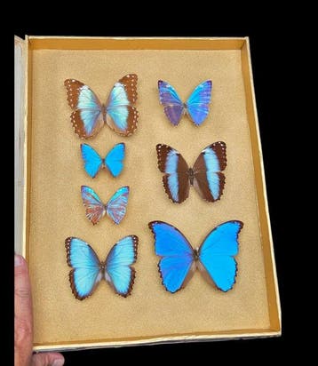 South America Morpho butterflies wood box - ex French, Verzamelen, Dierenverzamelingen, Nieuw