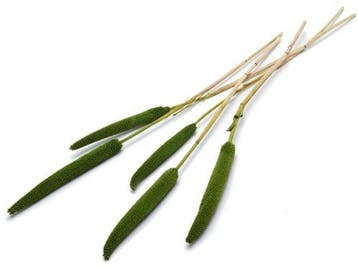 Babala Groen 10pc 65-70 Bundel droogbloemen vaste pluimen, Ophalen of Verzenden, Nieuw
