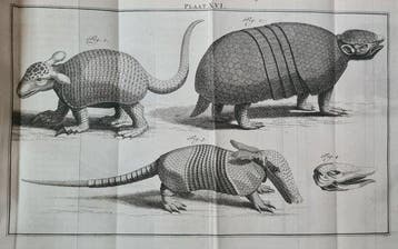 [Martinus Houttuyn], Linnaeus - Natuurlyke Historie, Of
