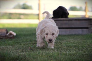 Labradoodle, pups van gecontroleerde ouders, Parvo, België, 8 tot 15 weken, Groot