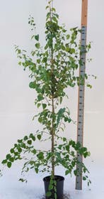 Cercidiphyllum japonicum beveerd 6-8, Tuin en Terras