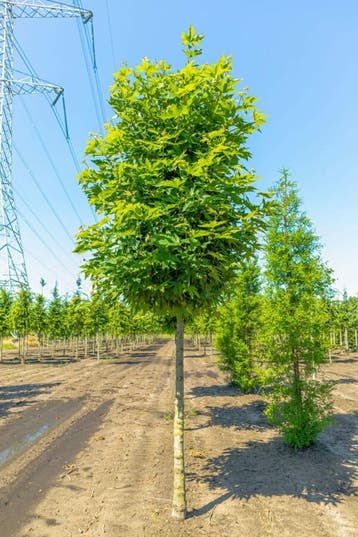 Platanus orientalis Minaret hoogstam
