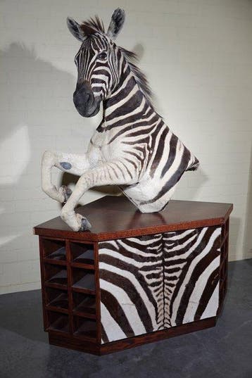 Zebra Head Taxidermie wandmontage - Equus quagga - 192 cm -, Nieuw
