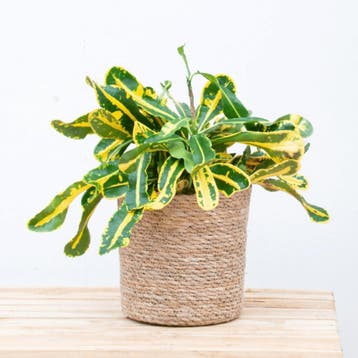 Green Bubble - Croton Codiaeum variegatum Mammi - 30cm, Huis en Inrichting, Kamerplanten, Ophalen of Verzenden