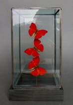 Vlinder Taxidermie volledige montage - Cymothoe sangaris -, Antiek en Kunst