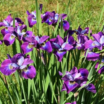 Iris Sibirica Currier - Wortelgoed - 5 stuks, Tuin en Terras, Verzenden