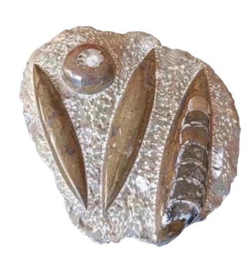 Orthoceras - Gefossiliseerd dier - Orthocera (Zonder