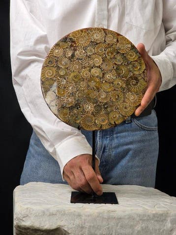 Ammoniet - Gefossiliseerd dier - Aioloceras (Cleoniceras), Verzamelen, Mineralen en Fossielen