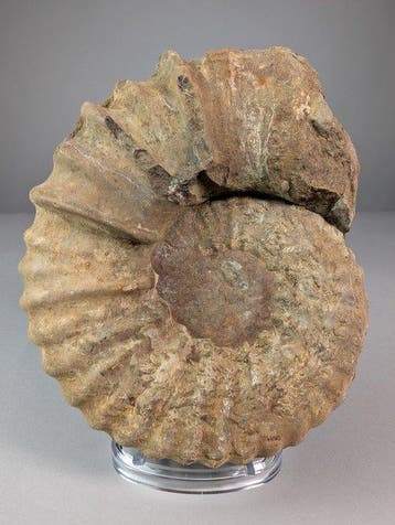 Zeldzame ammoniet Calycoceras - Gefossiliseerde schelp -
