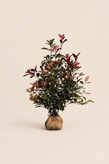 Photinia Red Robin | Kleurrijke glansmispelhaag, Tuin en Terras, Verzenden, Laurier, Haag, 100 tot 250 cm
