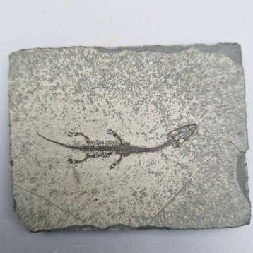 Prachtig bewaarde - Gefossiliseerd dier - Keichousaurus hui