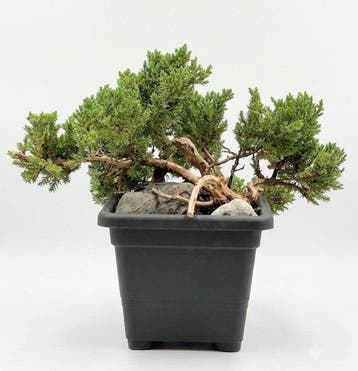 Jeneverbes bonsai (Juniperus) - Hoogte (boom): 31 cm -