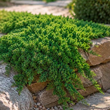 Juniperus procumbens Nana container (19) Coniferen, Groe, Verzenden, Conifeer, Struik
