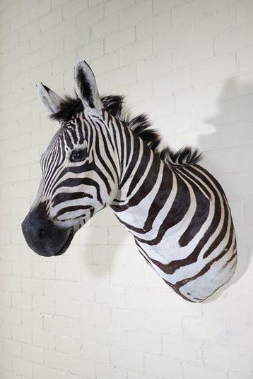 Zebra Head Taxidermie wandmontage - Equus quagga - 45 cm -, Nieuw