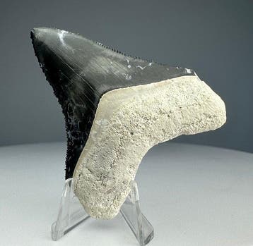 Megalodon - Fossiele tand - 5.5 cm - 4.5 cm