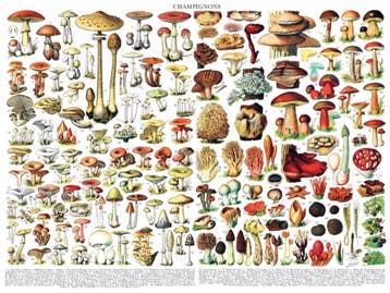 New York Puzzle Company legpuzzel c van €24,99 voor €22,49, Ophalen of Verzenden, Nieuw