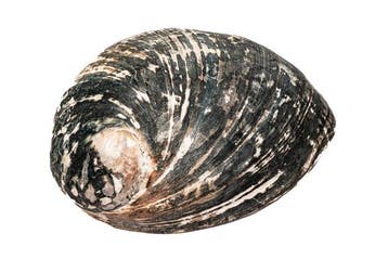 Historische Haliotis cracherodii (150mm) §§ Zwarte Abalone, Nieuw