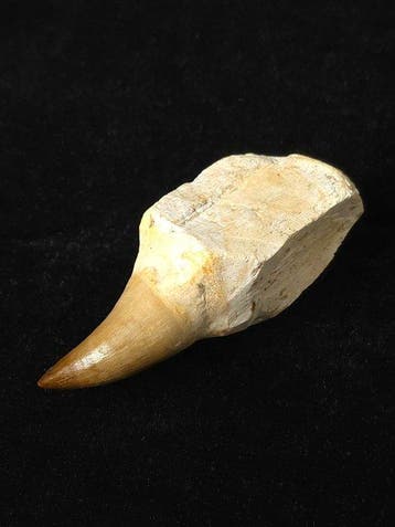 Mosasaurus - Fossiele tand - 10 cm (Zonder minimumprijs)